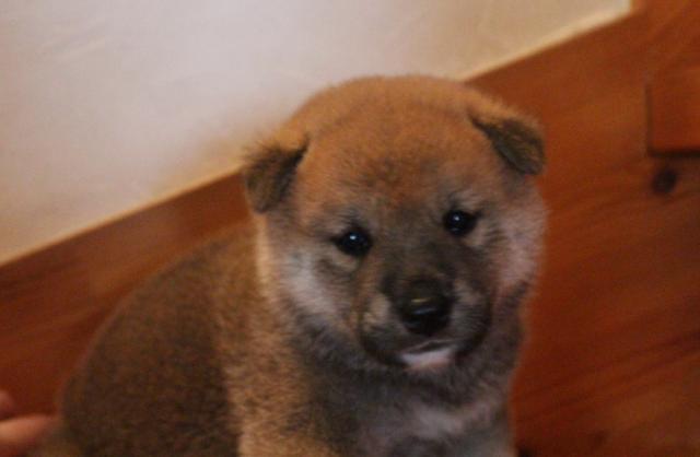 柴犬