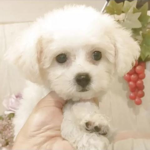 ビションフリーゼ