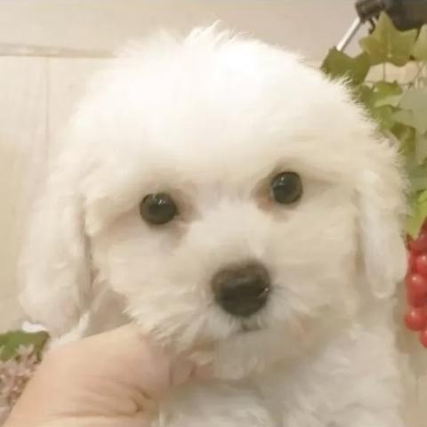 ビションフリーゼ