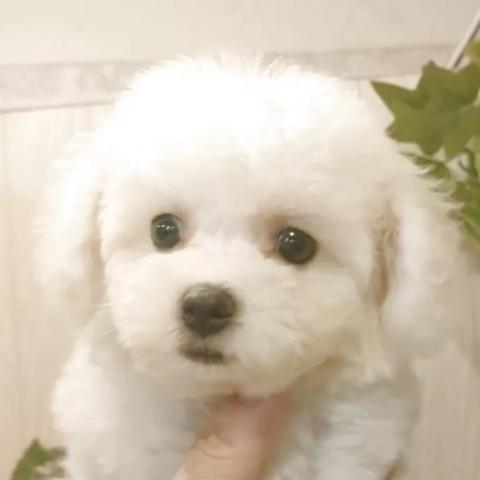 ビションフリーゼ