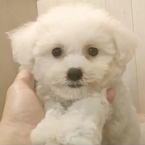 ビションフリーゼ