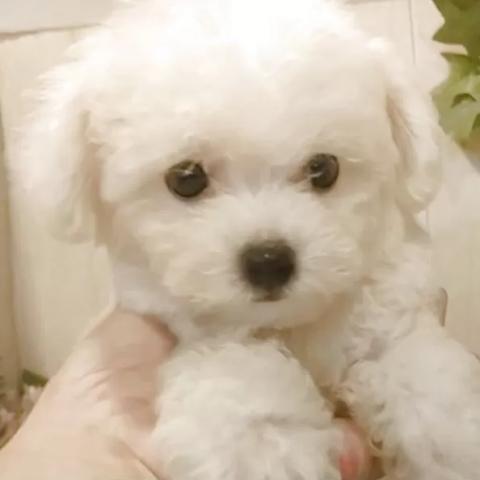 ビションフリーゼ