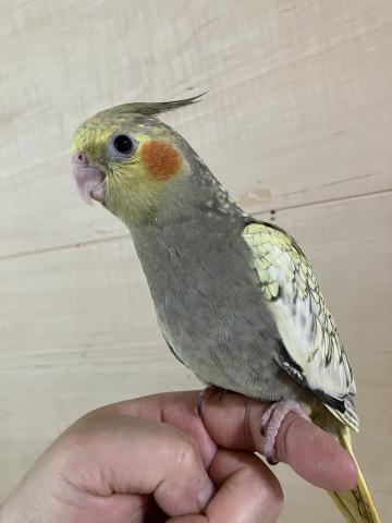 オカメインコ　シナモンパールパイド