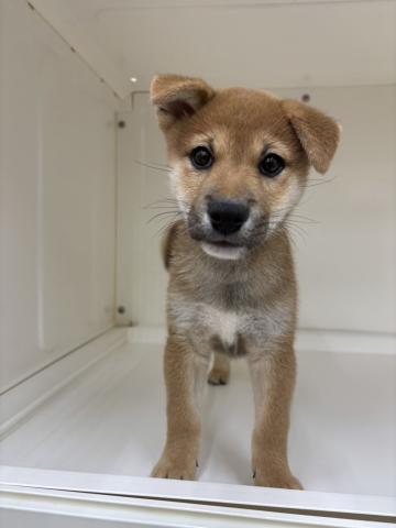 柴犬