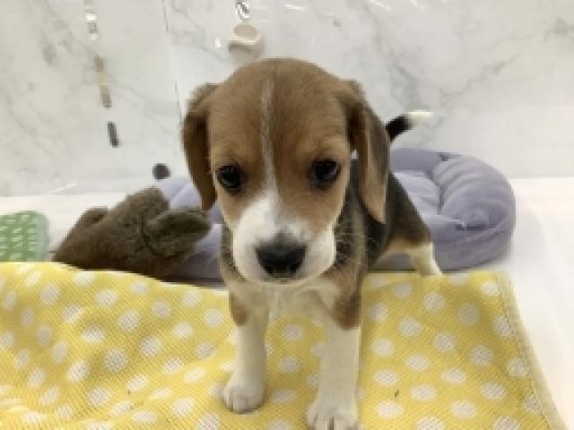 ビーグル