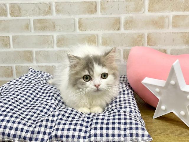 ラガマフィン