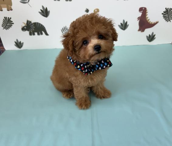 トイプードル♪成犬時2.0〜2.4kg予想