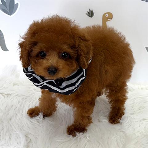 トイプードル♪成犬時2kg未満予想