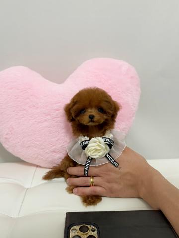 トイプードル❤️🧸甘えんぼティーカップ🧸❤️