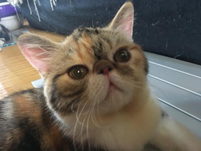 エキゾチックショートヘアー