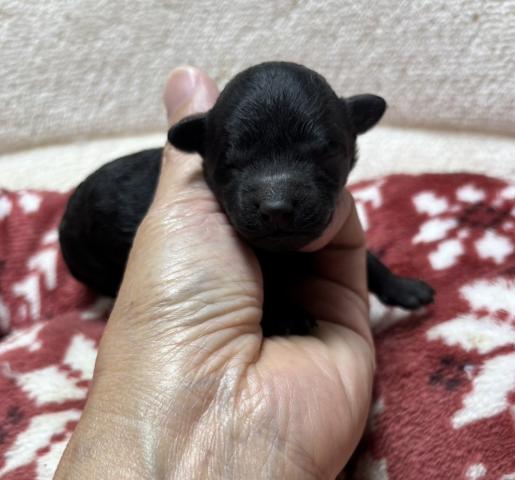 タイニープードル