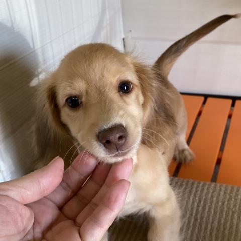 ミニチュアダックスフンド