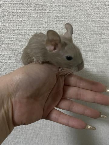 デグー
