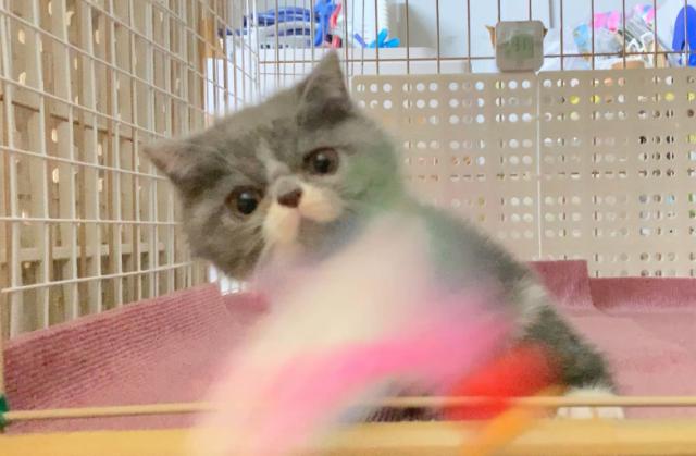 エキゾチックショートヘアー
