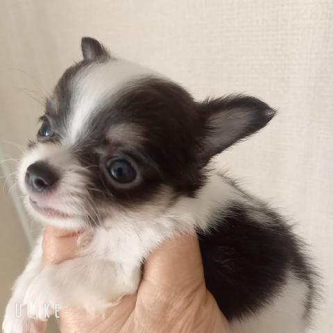 チワワ（ロングコート）