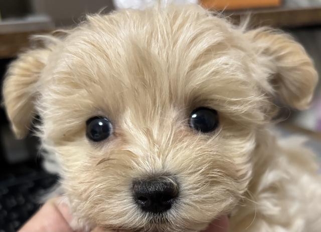 MIX