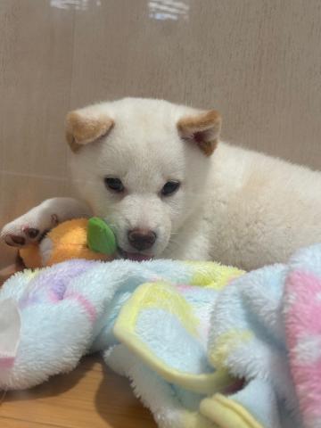 柴犬