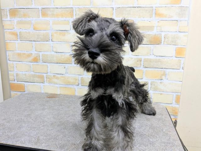 ミニチュアシュナウザー