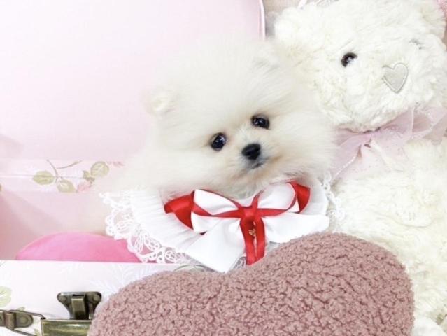 ポメラニアン