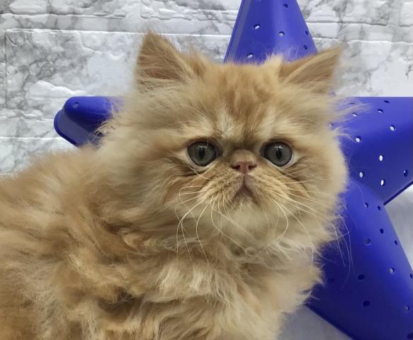 エキゾチックロングヘアー