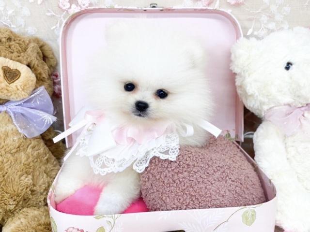 ポメラニアン