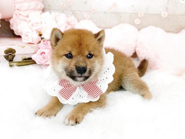 柴犬