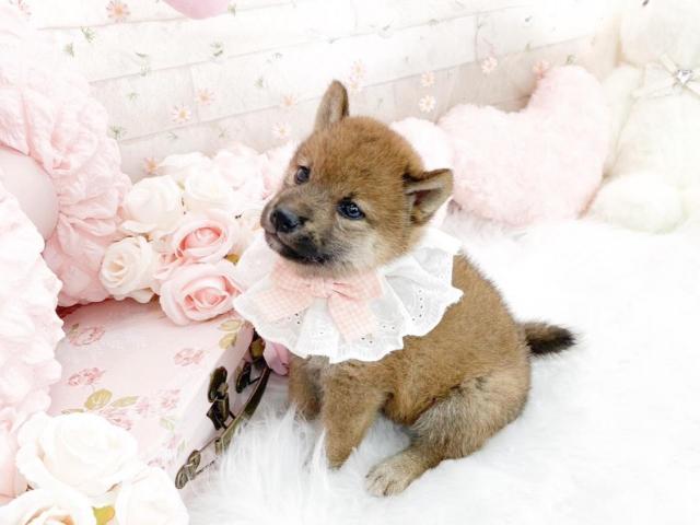 柴犬
