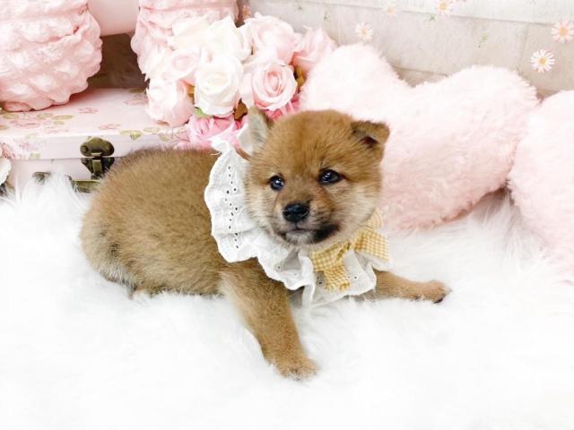 柴犬
