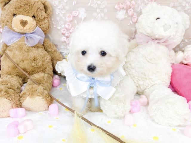 ビションフリーゼ