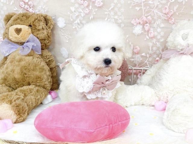 ビションフリーゼ