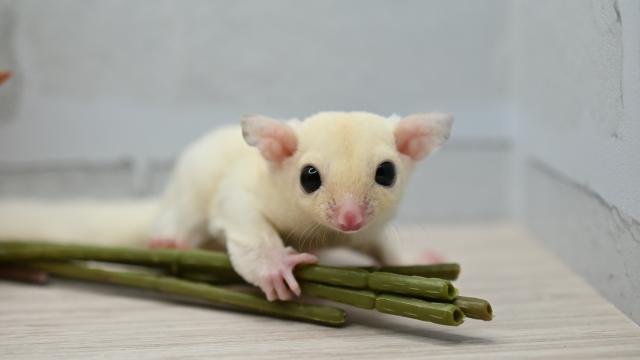 フクロモモンガ（リューシ）