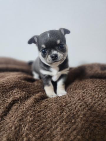 チワワ（スムースコート）