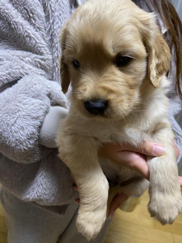 ゴールデンレトリーバー