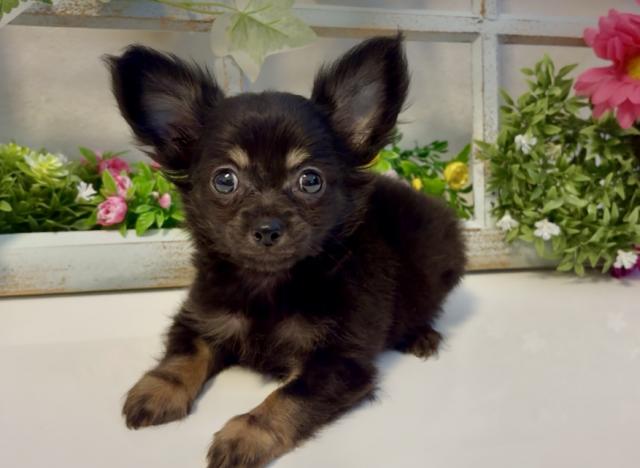 ❤️ 優しい里親様、募集中 ❤️