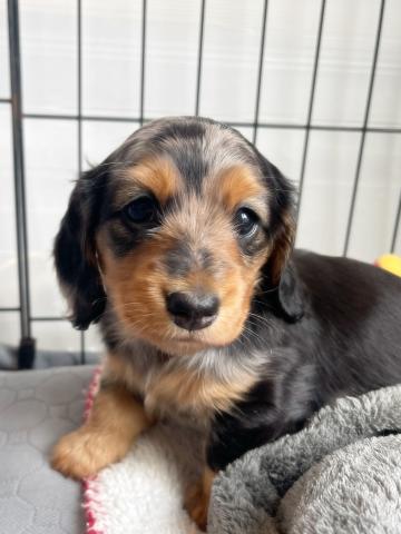 ミニチュアダックスフンド