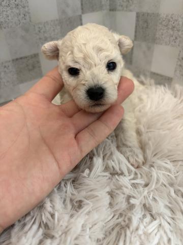 ビションフリーゼ