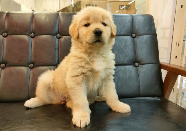 良い顔している『らぶごーるでん』の女の子🎶奈良県北葛城郡河合町