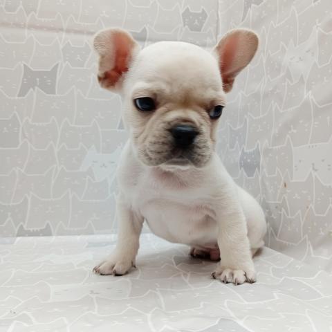 1/10店頭デビュー🌟お迎えは1/12(月)以降です！