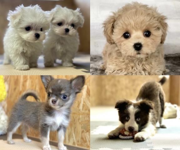 ライズワン 本店