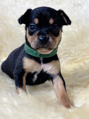 小ぶりでお目々大きい男の子💕