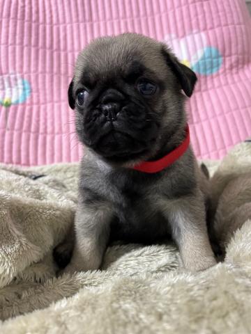 ショートボディで顔整った男の子💕DMクリア