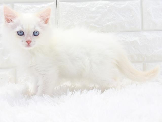 ブルーアイが綺麗なサイベリアン ネヴァマスカレードとっても甘えん坊さんの女の子