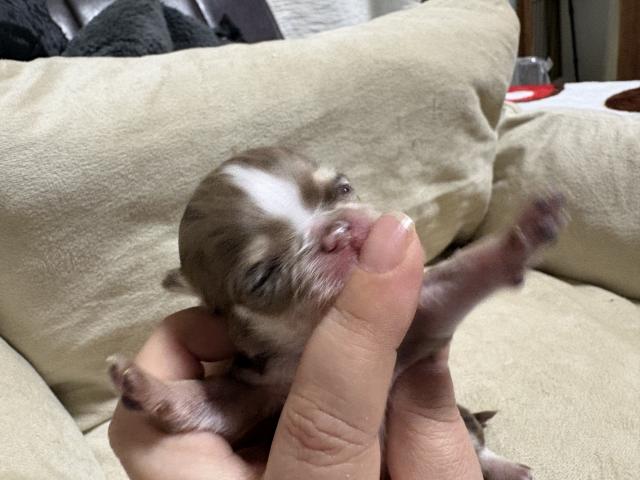 ちびっ子マール