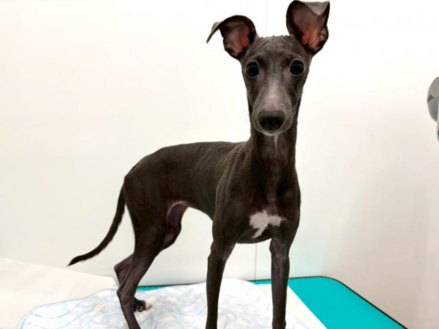 イタリアングレーハウンド