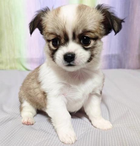 チワワ（ロングコート）