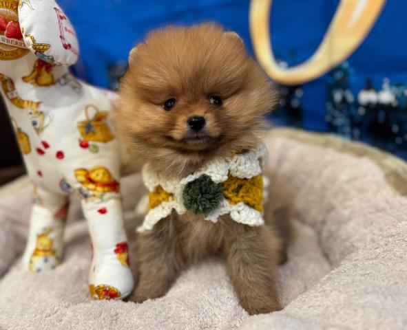 おっとり癒し系♡可愛いたぬき顔の男の子