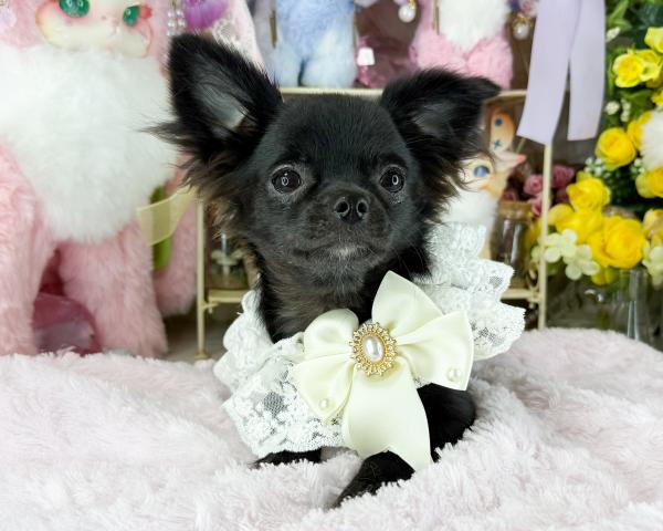 チワワ（ロングコート）