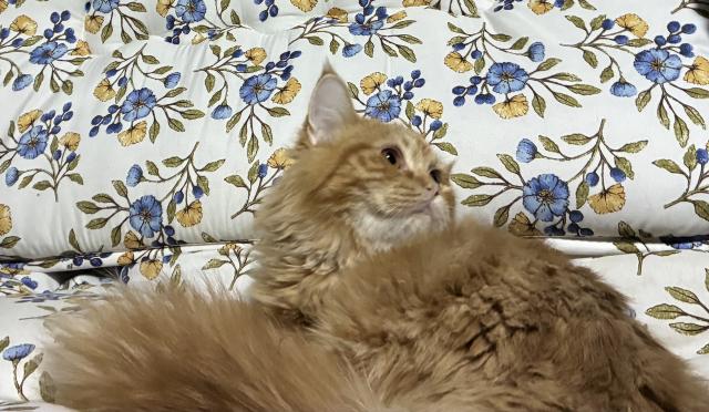 スコティッシュフォールド