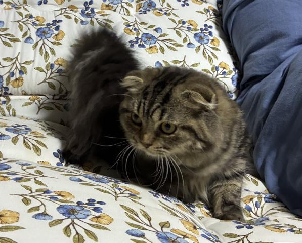 スコティッシュフォールド