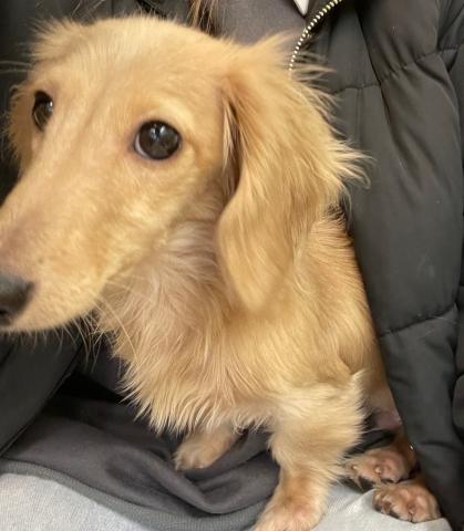 ミニチュアダックスフンド